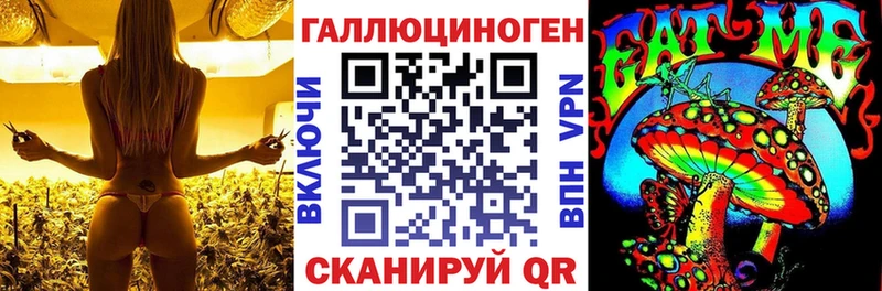 ссылка на мегу онион  Курчалой  Псилоцибиновые грибы Cubensis  закладка 