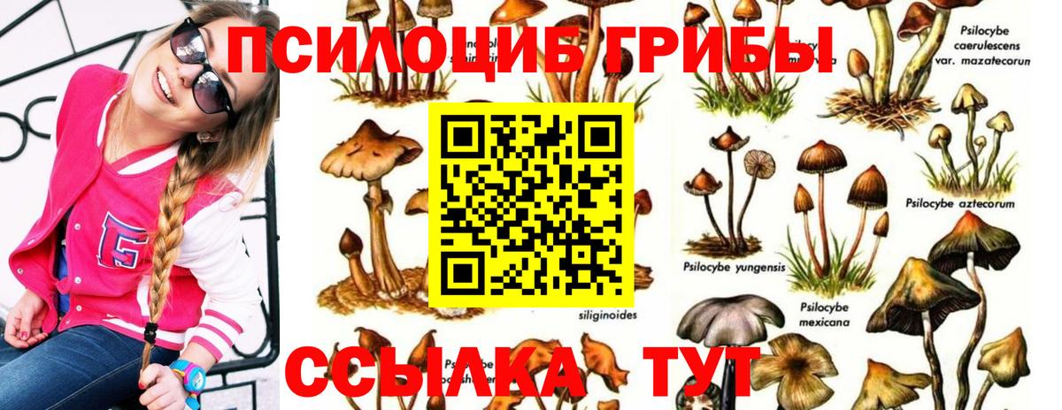 Курчалой  Галлюциногенные грибы Psilocybe  Вход с VPN 